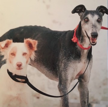 D2f56913 b76e 4398 8e43 3ecef4c56eed