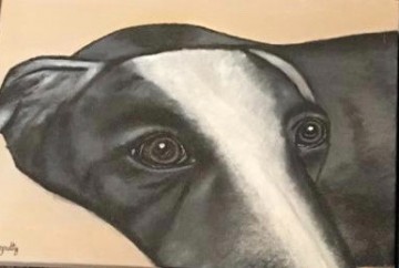 Zwart witte galgo beige achtergrond